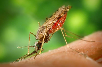 Anopheles Mosquito Feeding on Human